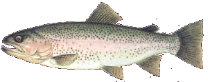 Rainbow Trout